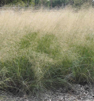 Mili�ka (Eragrosris elliottii) �LOVEY�, kont. 0,5 l