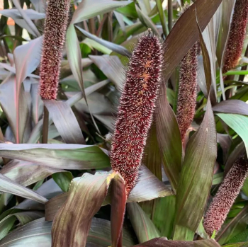 Obr�zok (1)