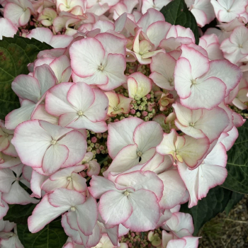 Hortenzie velkolist� �CHARME� 30-40 cm, kont. 4 l