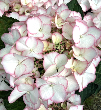 Hortenzie velkolist� �CHARME� 30-40 cm, kont. 4 l