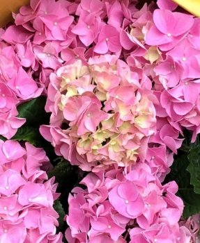 Hortenzie velkolist� �EARLY PINK� 30-40 cm, kont. 4 l