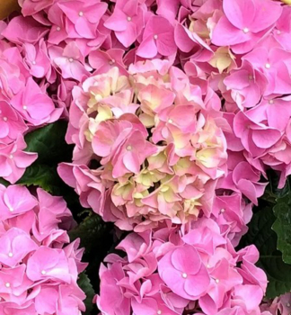 Hortenzie velkolist� �EARLY PINK� 30-40 cm, kont. 4 l