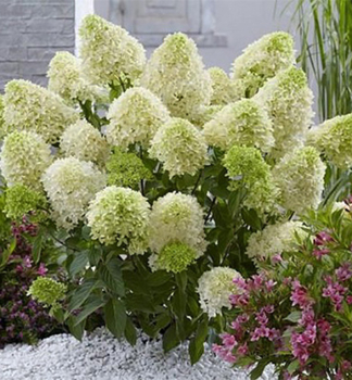 Hortenzie lantnat� �MAGICAL LIME SPARKLE�� 15-20 cm, kont. 4 l