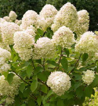 Obr�zok (1)