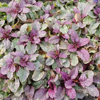 Obr�zok (1)