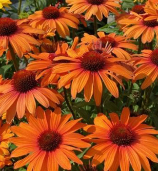 T�apatka nachov� �PAPALLO� CLASSIC ORANGE� kont. 1 l