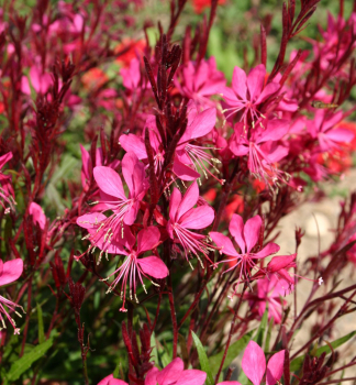 Gaura Lindheimeri �GAMBIT� ROSE� kont. 0,5 l