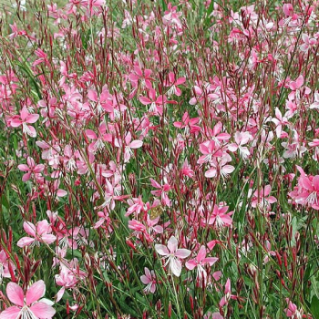 Gaura Lindheimeri �GAMBIT� ROSE BICOLOR� kont. 0,5 l