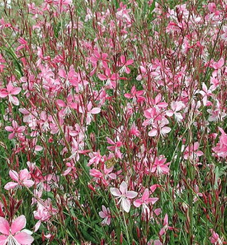 Gaura Lindheimeri �GAMBIT� ROSE BICOLOR� kont. 0,5 l
