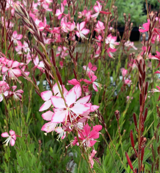 Gaura Lindheimeri �GAMBIT� ROSE BICOLOR� kont. 0,5 l