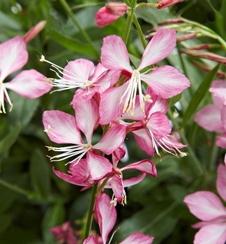 Gaura Lindheimeri �GAMBIT� ROSE BICOLOR� kont. 0,5 l