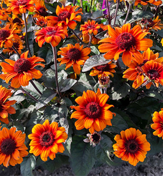 Heliopsis (Janeba) �LUNA ROJA�, kont. 1 l