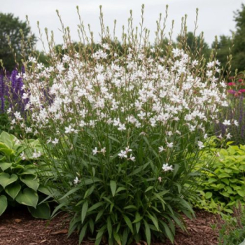 Gaura Lindheimeri �GAMBIT� WHITE� kont. 0,5 l