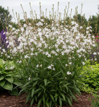 Gaura Lindheimeri �GAMBIT� WHITE� kont. 0,5 l