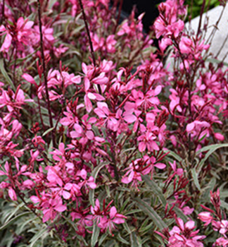 Gaura Lindheimeri �GAMBIT� VARIEGATA ROSE� kont. 0,5 l