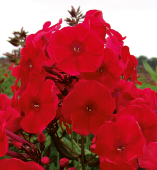 Flox latnat� (Plam�nka) �ADESSA� FIRE� kont. 1 l