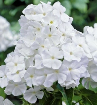 Flox latnat� (Plam�nka) �ADESSA� WHITE� kont. 1 l