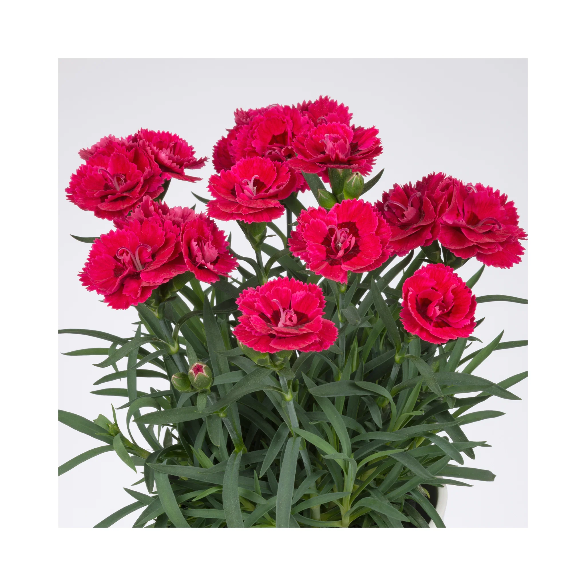 Hvozd�k z�hradn� �SWEET PLEASURE�L CHERRY EYE� kont. 0,5 l