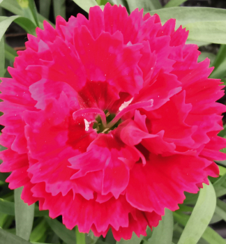 Hvozd�k z�hradn� �SWEET PLEASURE�L CHERRY EYE� kont. 0,5 l