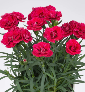 Hvozd�k z�hradn� �SWEET PLEASURE�L CHERRY EYE� kont. 0,5 l