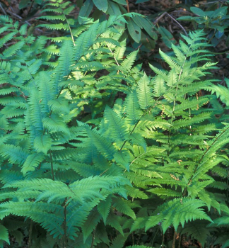 Kapra� (Dryopteris goldiana), kont. 1 l