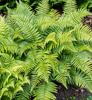 Kapra� (Dryopteris stewartii), kont. 1 l