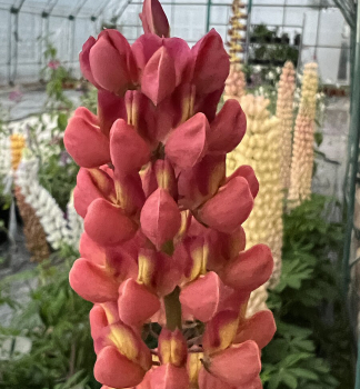 Lupina �RED/ORANGE� kont. 1 l