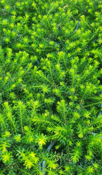 Obr�zok (2)