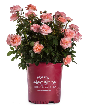 R��e rezistentn�, remontantn� �EASY ELEGANCE� CALYPSO�, kont. 3 l