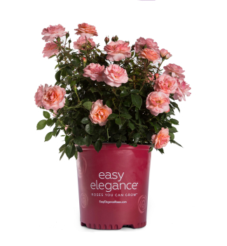R��e rezistentn�, remontantn� �EASY ELEGANCE� CALYPSO�, kont. 3 l