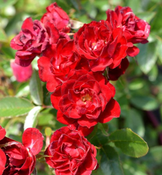 Obr�zok (2)