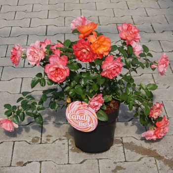 Obr�zok (5)