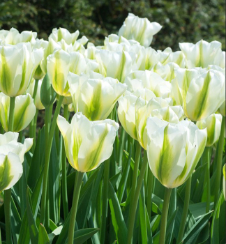 Tulip�n �SPRING GREEN� 5 ks v balen�