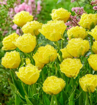 Tulip�n �LEMON SHOOT� 5 ks v balen�