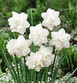 Narcis �OBDAM� 5 ks v balen�