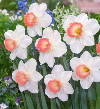 Narcis �PINK CHARM� 5 ks v balen�