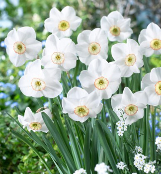 Narcis �DREAMLIGHT� 5 ks v balen�