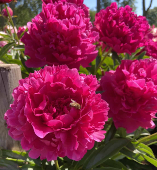 Pivo�ka bylinn� �FELIX SUPREME�, kont. 1,5 l