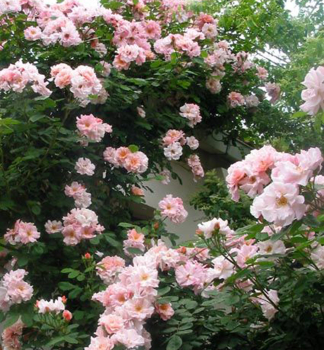Růže pnoucí ´CLAIR MATIN´ 30-40 cm, kont. 1,6 l, vyvázaná