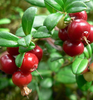 Brusinka prav� �RUNO BIELAWSKIE� 15-20 cm, kont. 2 l