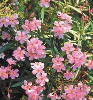 Oleandr bledě růžový ´EMILIE´ 20-30 cm, kont. 1 l