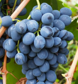 Vinn rva ston rezistentn MOLDOVA, zemn bal