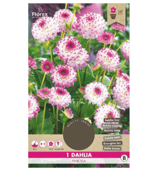 Jiina CACTUS PARK PINK ISA 1 ks v balen