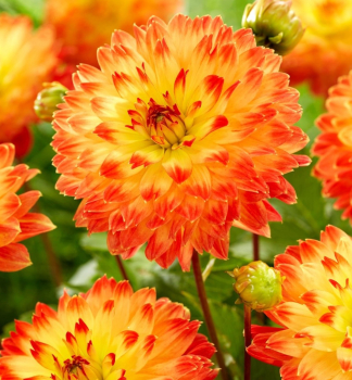  Jiina XXL DECORATIVE PROCYON YELLOW-RED 1ks v balen