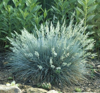 Kostava Wallisk BUDDY BLUE kont. 2 l