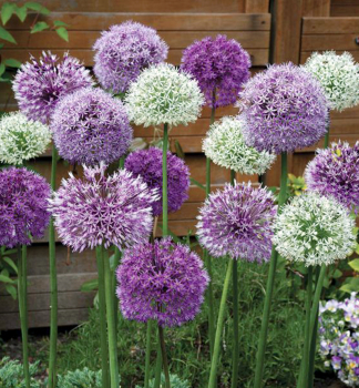 Okrasn esnek velkokvt LARGE FLOWERING MIX 3 ks v balen