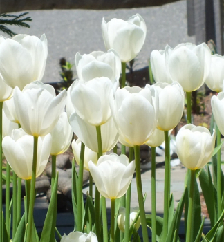 Tulipn CATHERINA 5 ks v balen