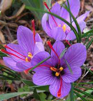 AFRN ST / Crocus sativus/ 5 ks v balen
