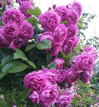 Růže pnoucí ´STARLET®ROSE MELINA´ Tantau, kont. 6 l