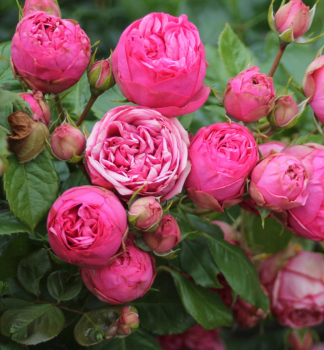 Růže velkokvětá keřová ´PINK PIANO® ** Tantau, kont. 6 l